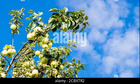 Green apples on a tree branch, ready to harvest, against a blue sky. Copy space. Stock Photo