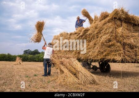 Thatchers collecting wheat sheaves for thatching and loading them on a ...