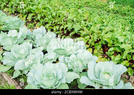 Cabbage and beet plantations in the garden, on a sunny day Stock Photo