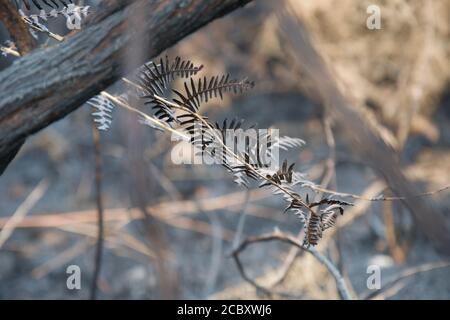 A frond of bracken (Pteridium), singed and charred after a wild forest fire against a grey ashen background Stock Photo