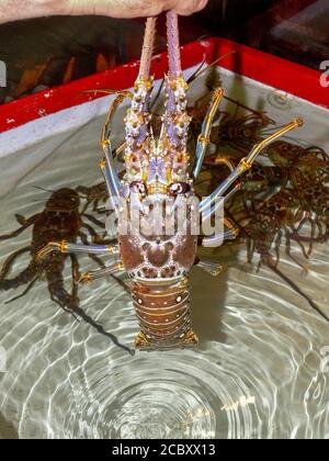 Lobster removed from aquarium for cooking Stock Photo
