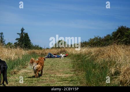 A Young Couple's Picnic is disturbed by curious dogs Stock Photo