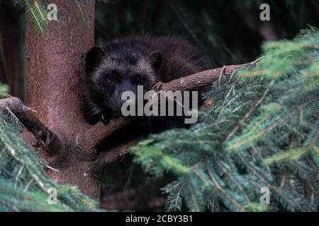 Wolverine or Skunk Bear (Gulo gulo) Stock Photo