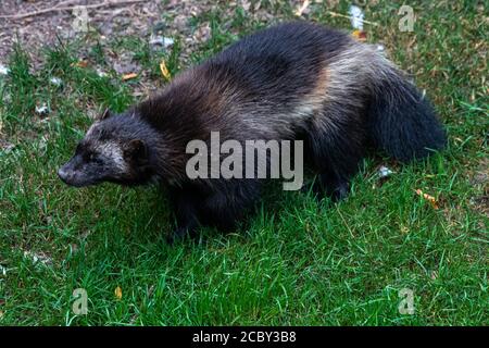 Wolverine or Skunk Bear (Gulo gulo) Stock Photo