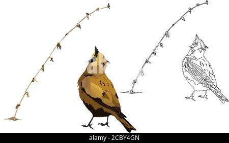 Cute little birds. Vector images. White background. Stock Vector