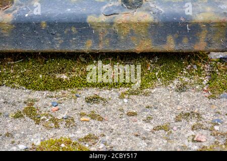 Rusty cast iron rod over old weathered concrete surface covered with sand and green moss Stock Photo
