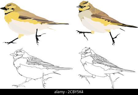Cute little birds. Vector images. White background. Stock Vector