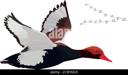 Flying duck. Realistic Vector image. White background. Common Duck: Red crested Pochard. Netta rufina. Stock Vector