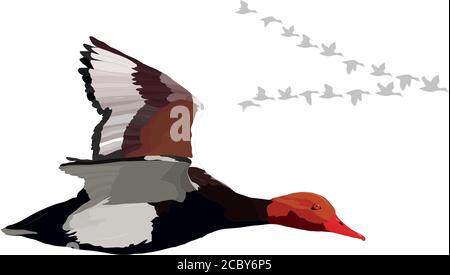 Flying duck. Realistic Vector image. White background. Common Duck: Red crested Pochard. Netta rufina. Stock Vector