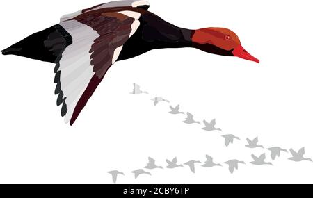 Flying duck. Realistic Vector image. White background. Common Duck: Red crested Pochard. Netta rufina. Stock Vector