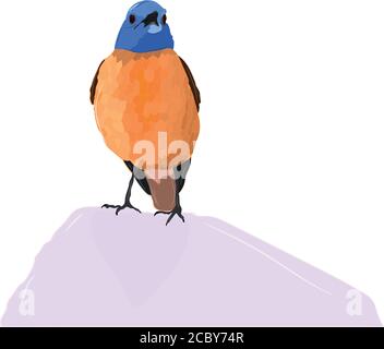 Cute little birds. Vector images. White background. Stock Vector