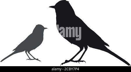 Cute little birds. Vector images. White background. Stock Vector