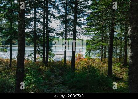 Aunt Betty Pond in Acadia National Park on Mount Desert Island in Maine; USA Stock Photo