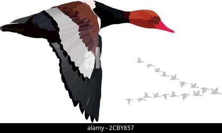 Flying duck. Realistic Vector image. White background. Common Duck: Red crested Pochard. Netta rufina. Stock Vector