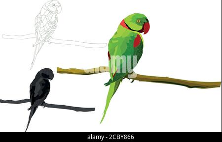 Green parrot. Vector images. White background. Stock Vector