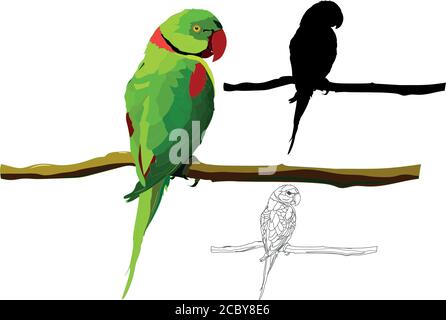Realistic Parrot Drawing || How to Draw Parrot Step by Step for Beginners  || Bird Drawing Color - YouTube