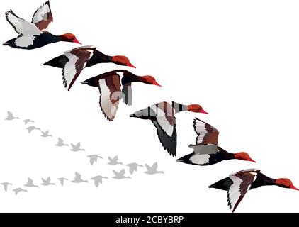 Flying duck. Realistic Vector image. White background. Common Duck: Red crested Pochard. Netta rufina. Stock Vector