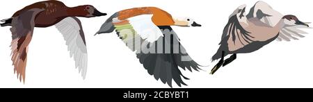 Flying duck. Realistic Vector image. White background. Common Duck: Red crested Pochard. Netta rufina. Stock Vector