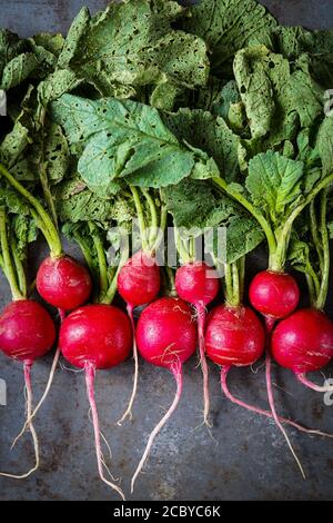 Fresh radishes on a dark surface Stock Photo