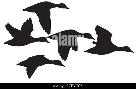 Flying duck. Realistic Vector image. White background. Common Duck: Red crested Pochard. Netta rufina. Stock Vector