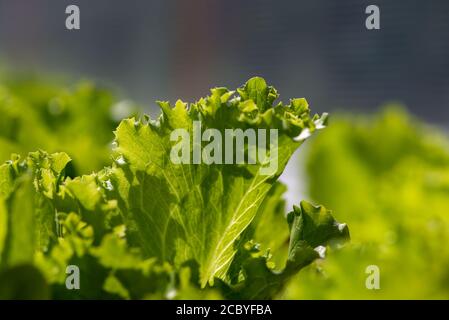 A bunch of green lettuce leaves in a farmer's field. The organic vegetable has sun shining through the healthy fresh plant with veins. Stock Photo
