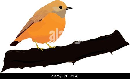 Cute little birds. Vector images. White background. Stock Vector