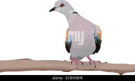 Cute dove. European Turtle Dove. Vector image. White background. Stock Vector