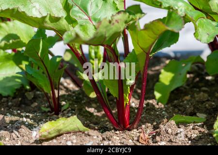 Beet greens planted in soil. The tall slender red stalks have large green leaves with red veins. The brown dirt is made up of organic material. Stock Photo