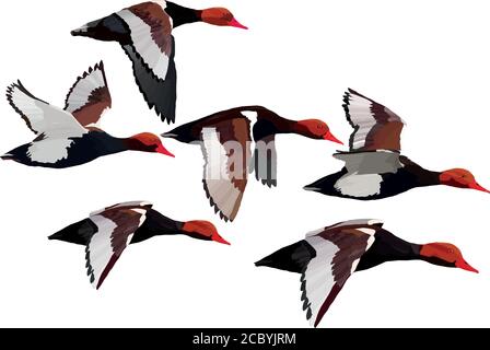 Flying duck. Realistic Vector image. White background. Common Duck: Red crested Pochard. Netta rufina. Stock Vector