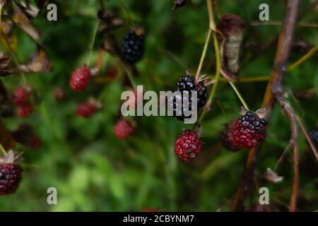 Wild blackberries growing against a green backdrop, semi-ripened Stock Photo
