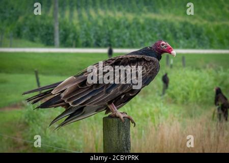 A turkey vulture perches on a post among cornfields. Stock Photo