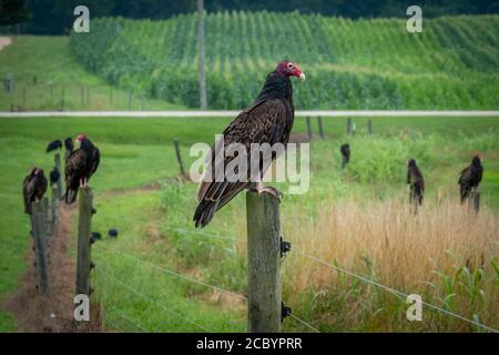 A turkey vulture perches on a post, with other vultures in the background among cornfields. Stock Photo