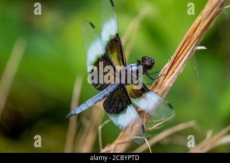 A male Widow Skimmer perches on a twig. Apex, North Carolina. Stock Photo