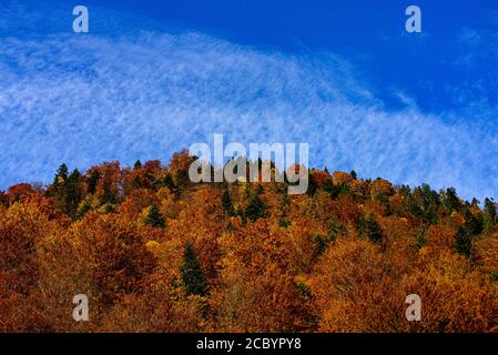 Autumn landscape with bright colorful leaves. Autumn maple leaves on blue sky. Stock Photo