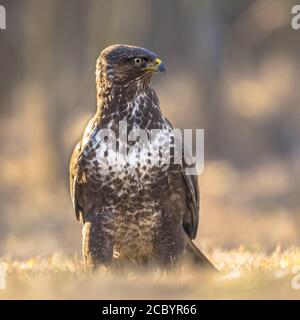European Common Buzzard (Buteo buteo) looking to side in Kiskunsagi National Park, Pusztaszer, Hungary. February. Stock Photo