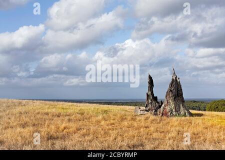 Old weathered tree stump, Augusta, Western Australia Stock Photo