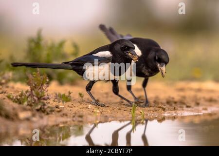 Two Eurasian Magpie (Pica pica) gathering nesting material from pond in Spanish Pyrenees, Vilagrassa, Catalonia, Spain. April. Stock Photo