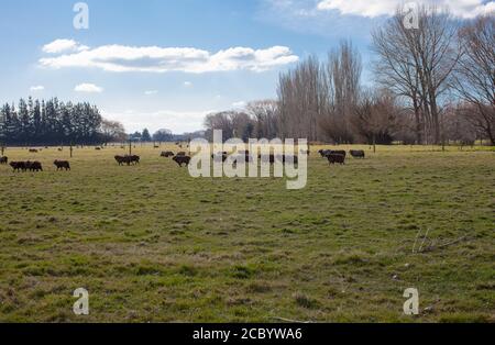 New Zealand Countryside Scenes: flock of brown sheep. Stock Photo