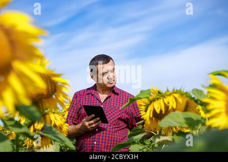 farmer in sunflower field Stock Photo