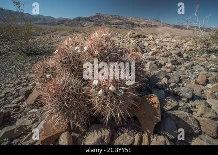 Cottontop Barrel Cactus (Echinocactus polycephalus) one of the cacti of Death Valley National Park, California. Stock Photo