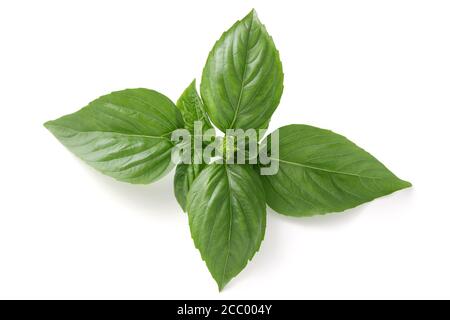 Sweet green basil leaves herb spice, closeup, isolated on white background Stock Photo