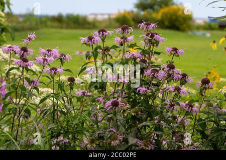 Close up view of purple blooming wild bergamot (monarda fistulosa) wildflowers growing near a North American lake. Also called bee balm. Stock Photo