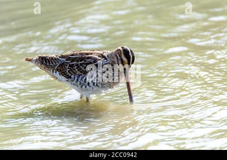Common snipe (Gallinago gallinago) bird photography. Stock Photo