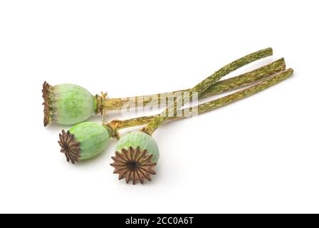 Three green poppy seed pods isolated on white Stock Photo