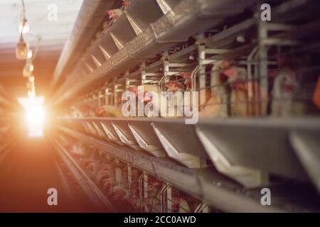 Chicken farm for breeding and raising chickens. Workshop of the poultry farm on the background of sunset, broiler Stock Photo
