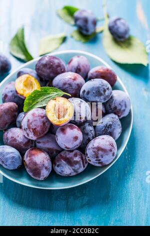 Freshly picked ripe plums (Zwetschgen) fruits in bowl on cyan background. Prepared for baking a cake or making marmalade. Stock Photo