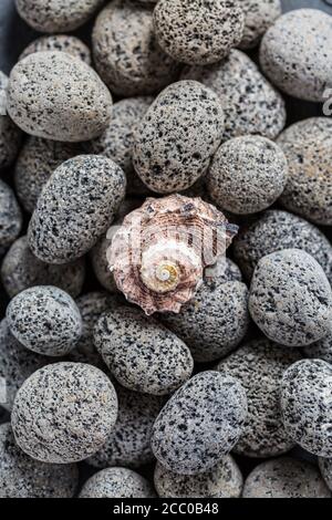 Natural lava stones with seashell as background. Stock Photo