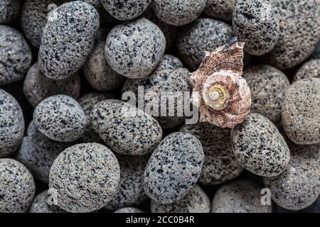Natural lava stones with seashell as background. Stock Photo
