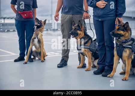 Customs officers standing on the street with dogs