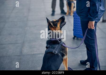 German Shepherd dog sitting beside security officer Stock Photo